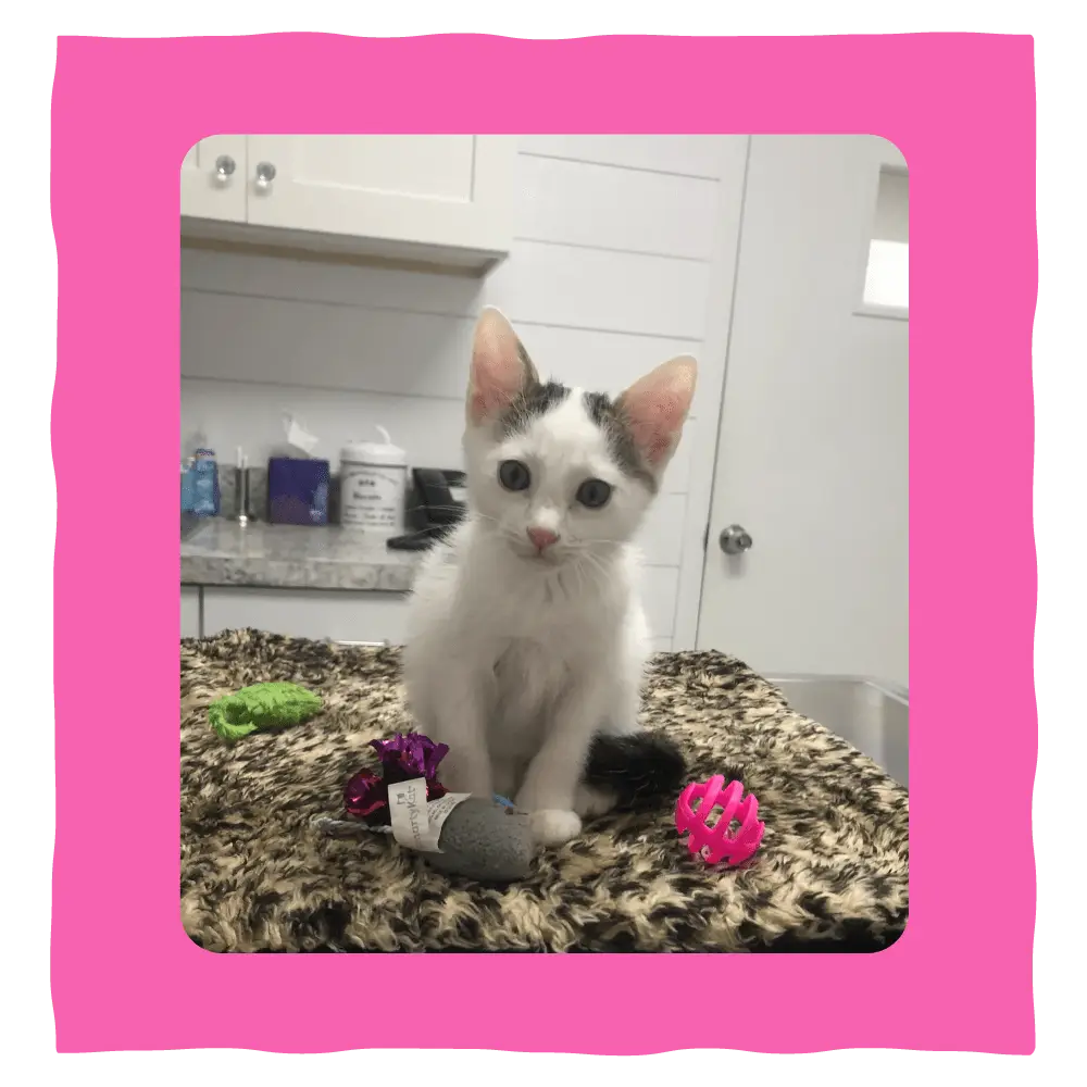 Palm Beach Gardens Animal Hospital Pet Photo 6