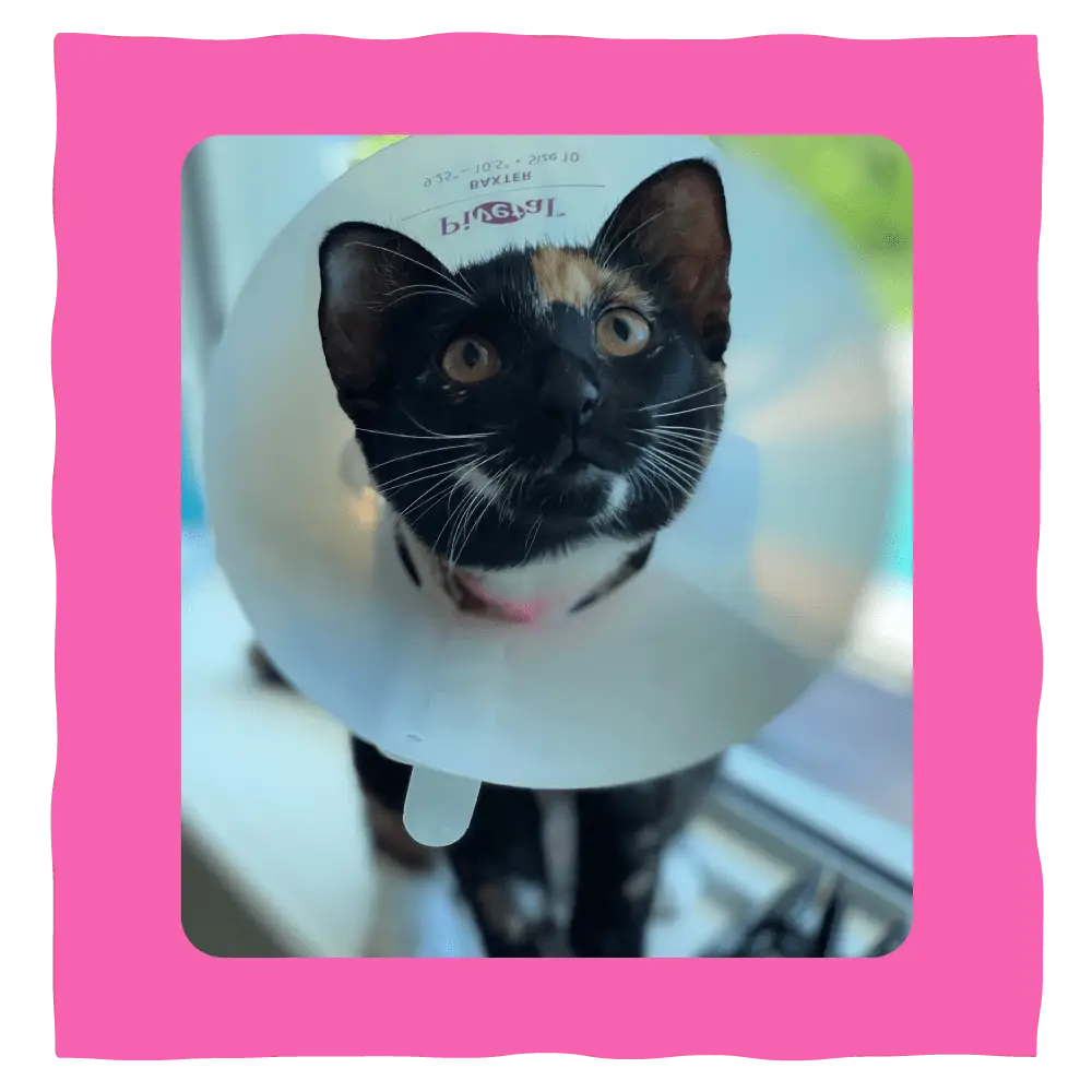 Palm Beach Gardens Animal Hospital Pet Photo 8