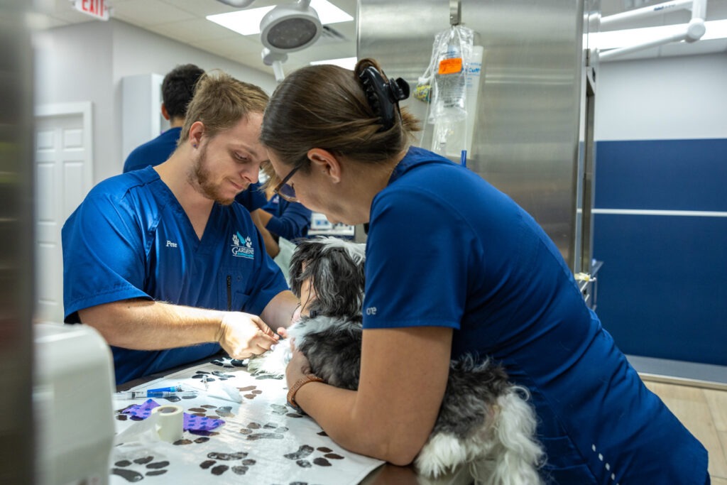 Pet Charity Initiatives