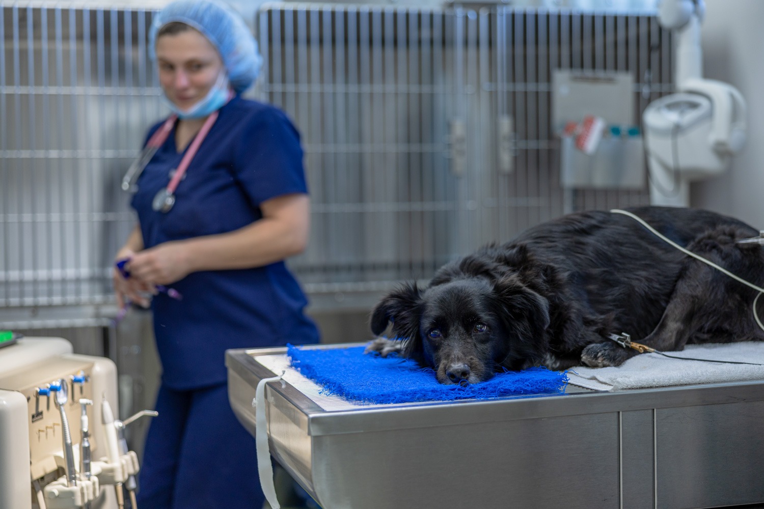 Palm Beach Gardens Dog Dentistry