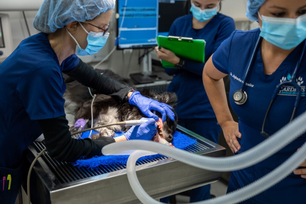 Palm Beach Gardens Pet Dentistry