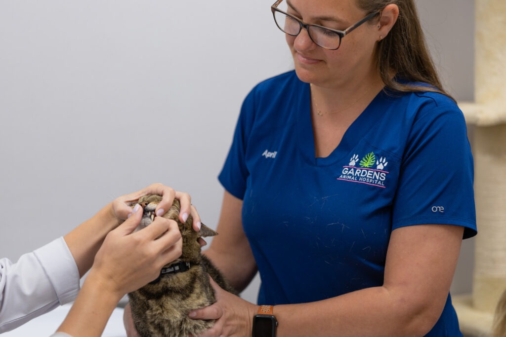 Gardens Animal Hospital Pet Dentistry