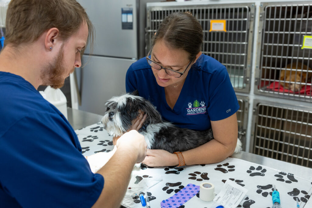 Gardens Animal Hospital veterinarians examining a small dog