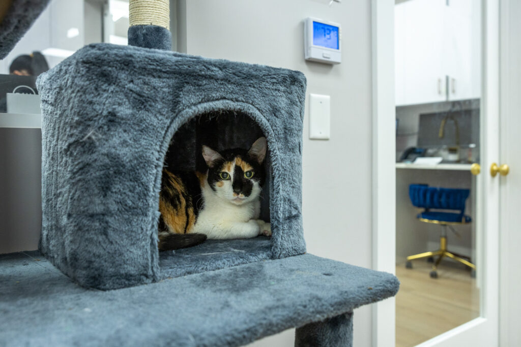 Cat in a cat tower at a vet's office