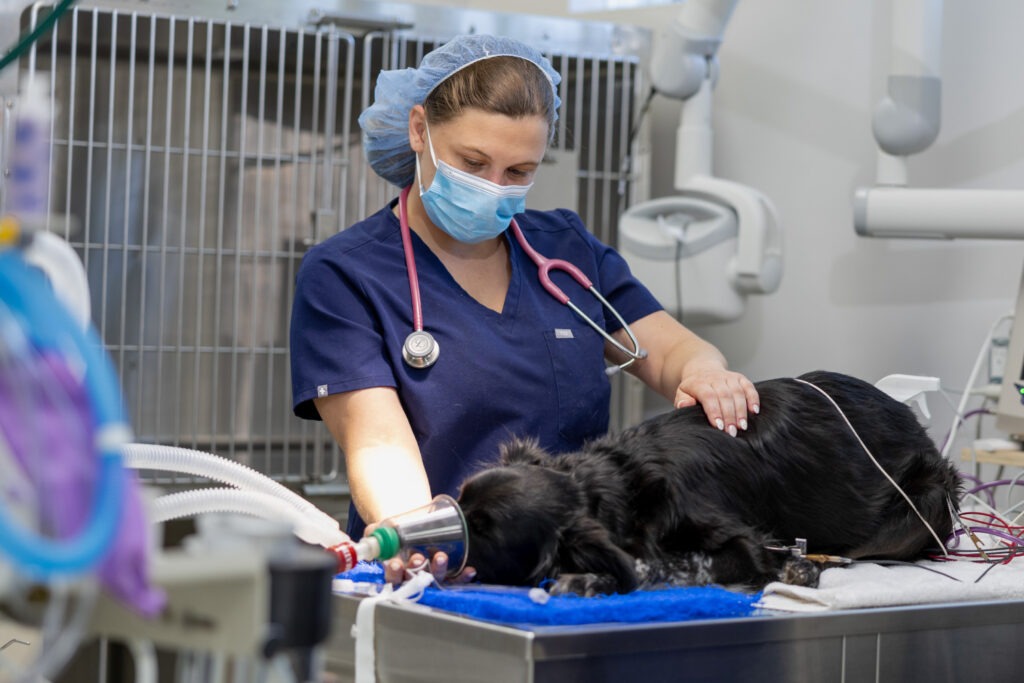 Gardens Animal Hospital veterinarian performing a medical treatment on a dog