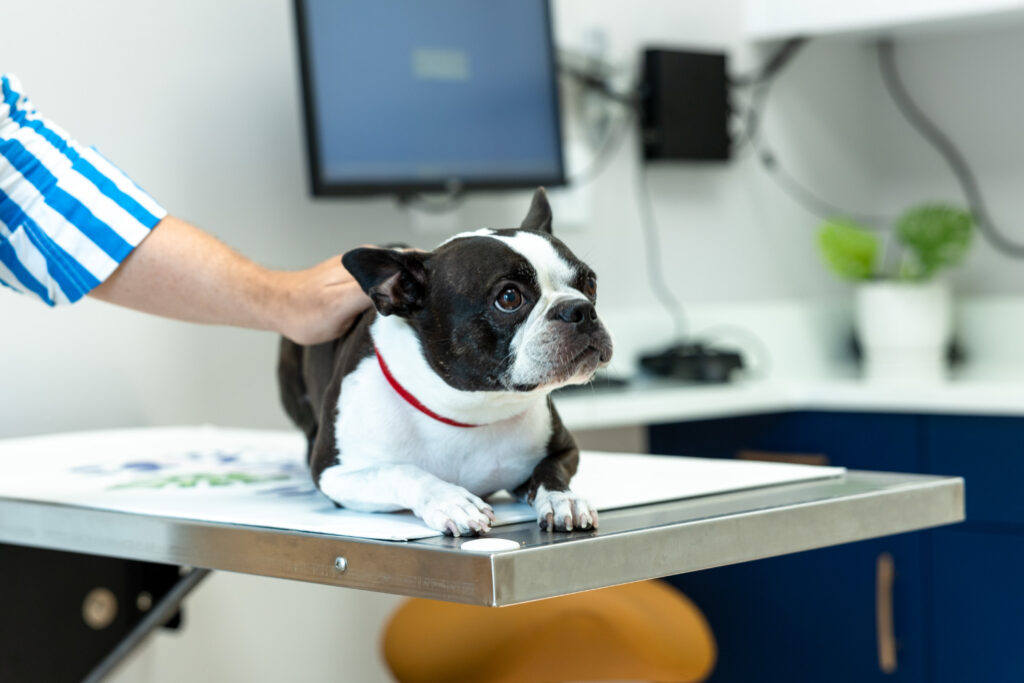 OIder Dog at Gardens Animal Hospital for Senior Pet Care