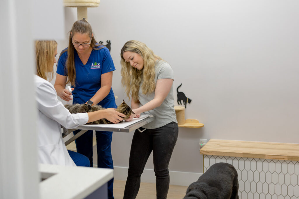 Palm Beach Gardens veterinarian cat care