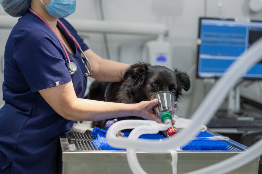 Gardens Animal Hospital Dog Surgery