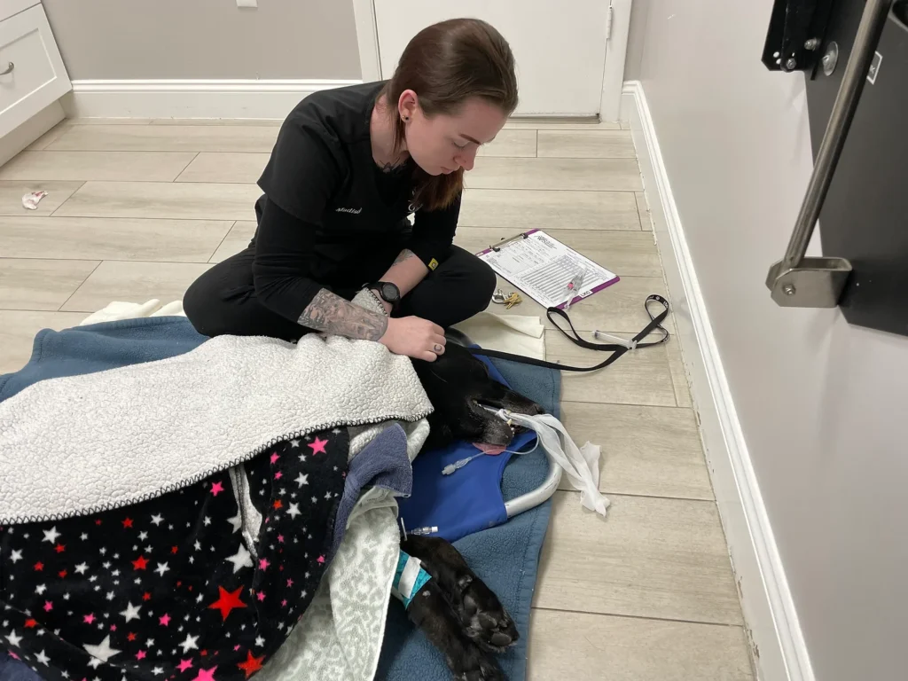 Palm Beach Gardens Animal Hospital K9 Police Dog receiving veterinary care