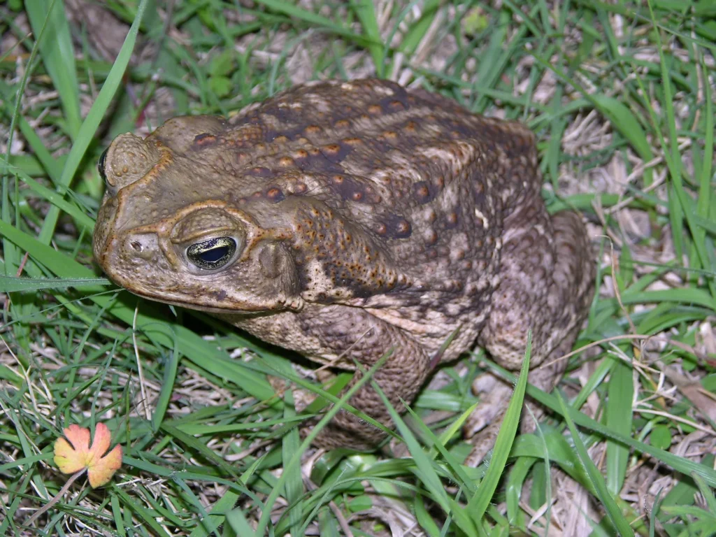 Bufo Toad Dangers for Animals