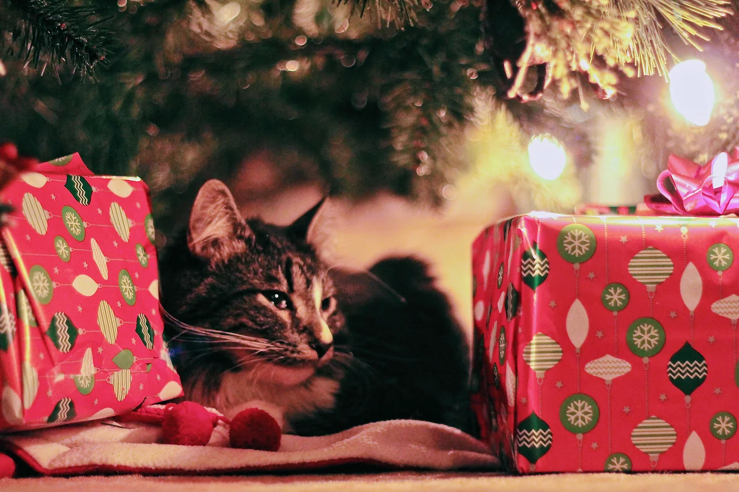 Cat Under Christmas Tree