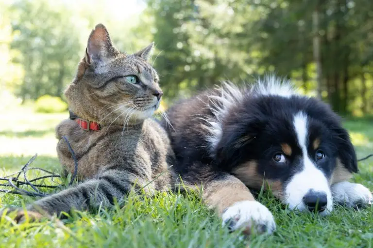 Cat and Dog Laying Together in Grass
