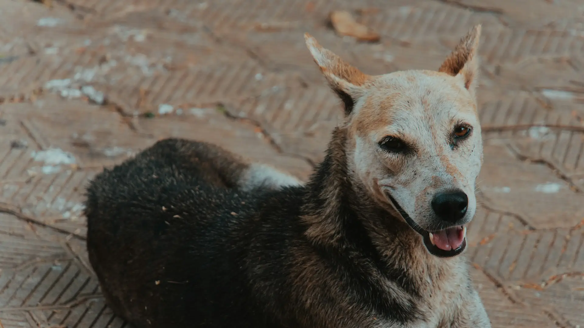 seated dog