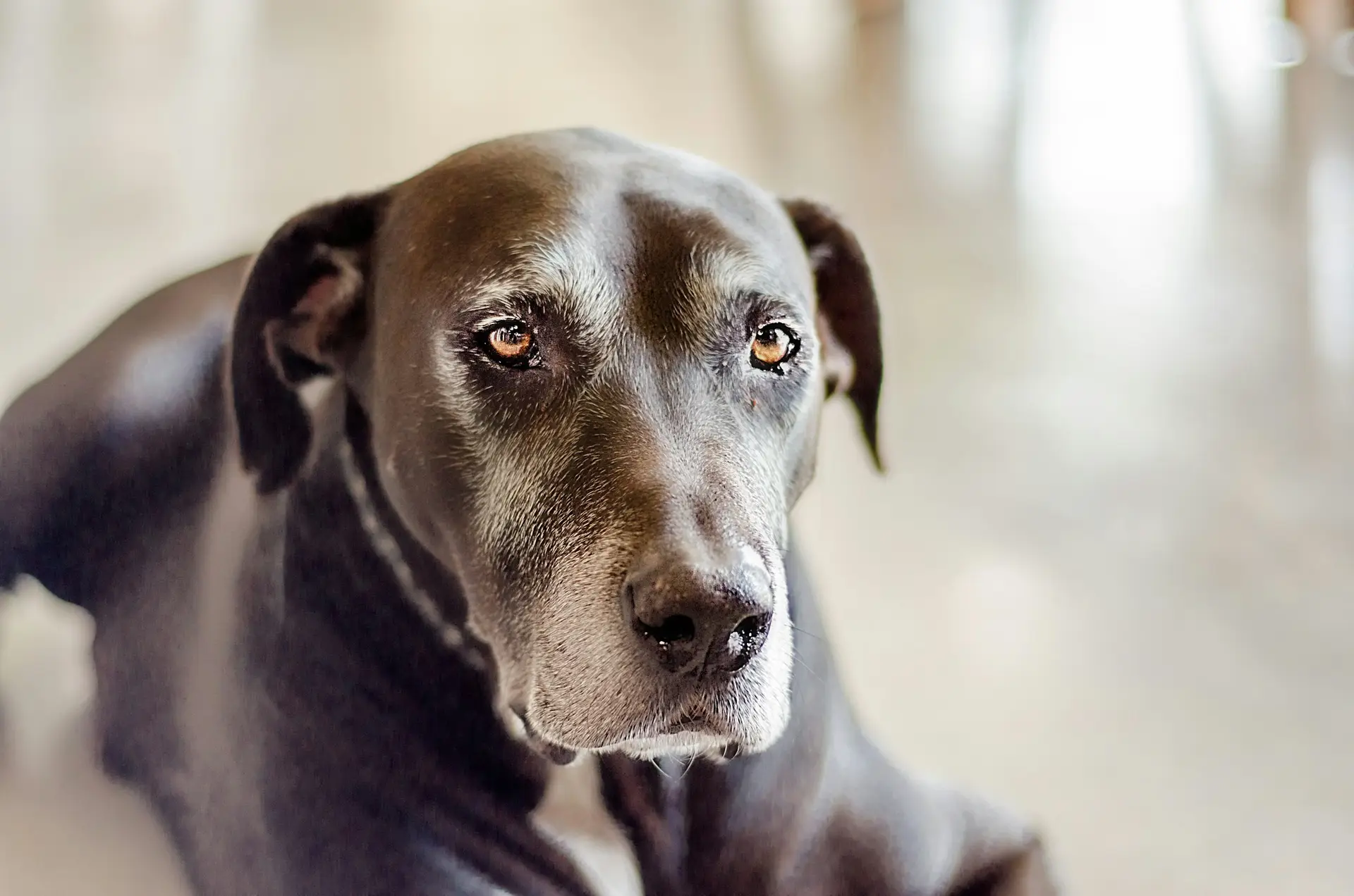 senior pet wellness for older dogs