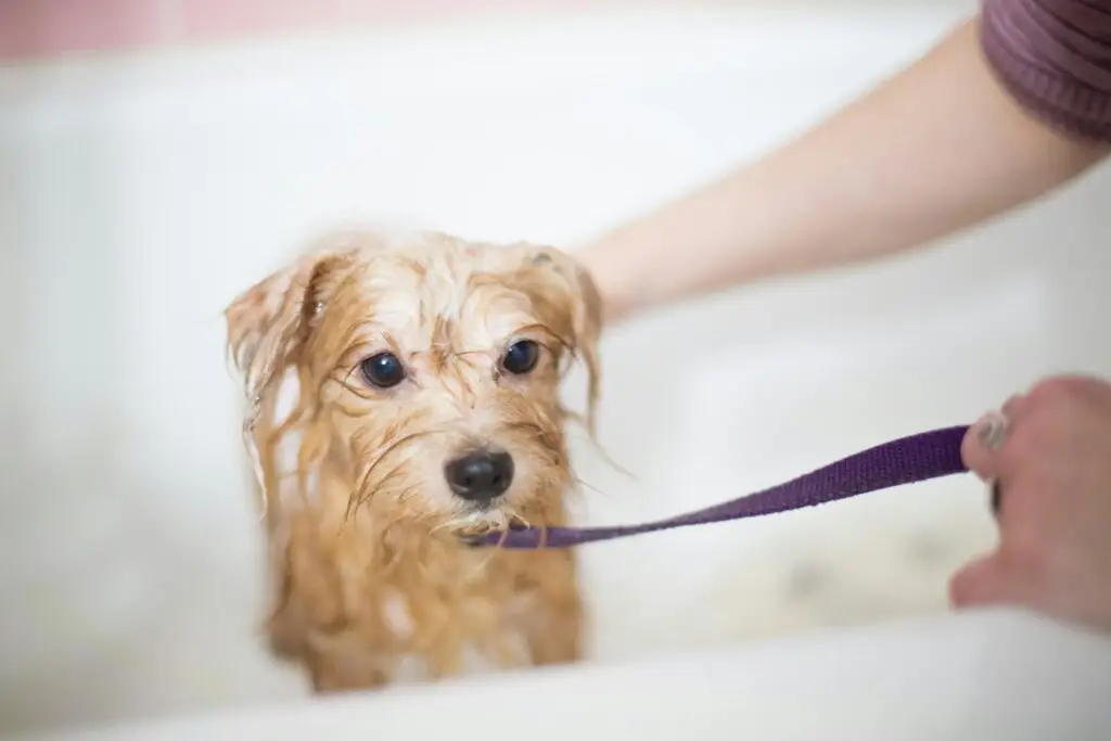 bathe your dog at home