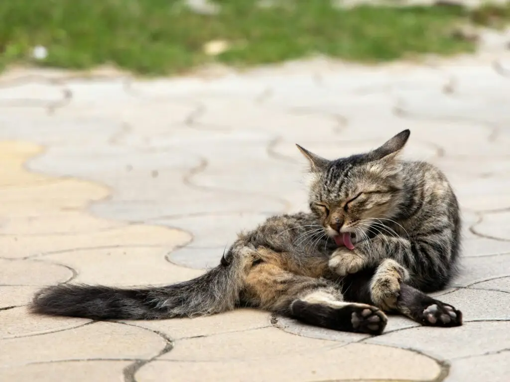 cat in pain licking paw