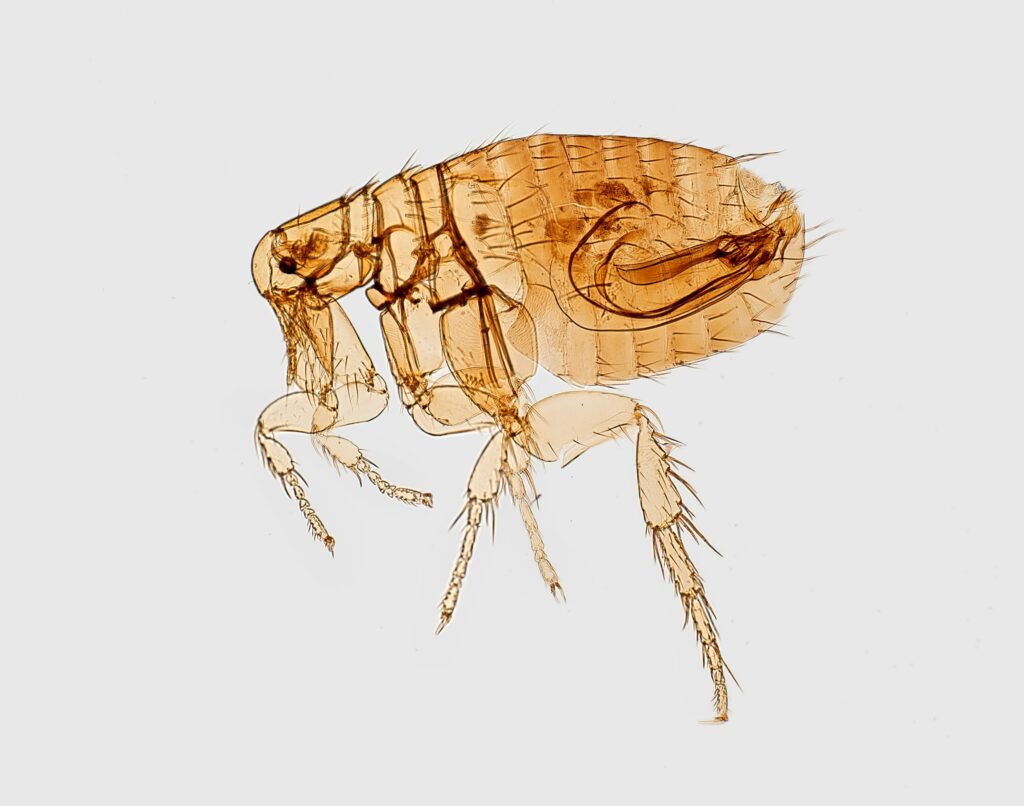 brown flea microscope photo