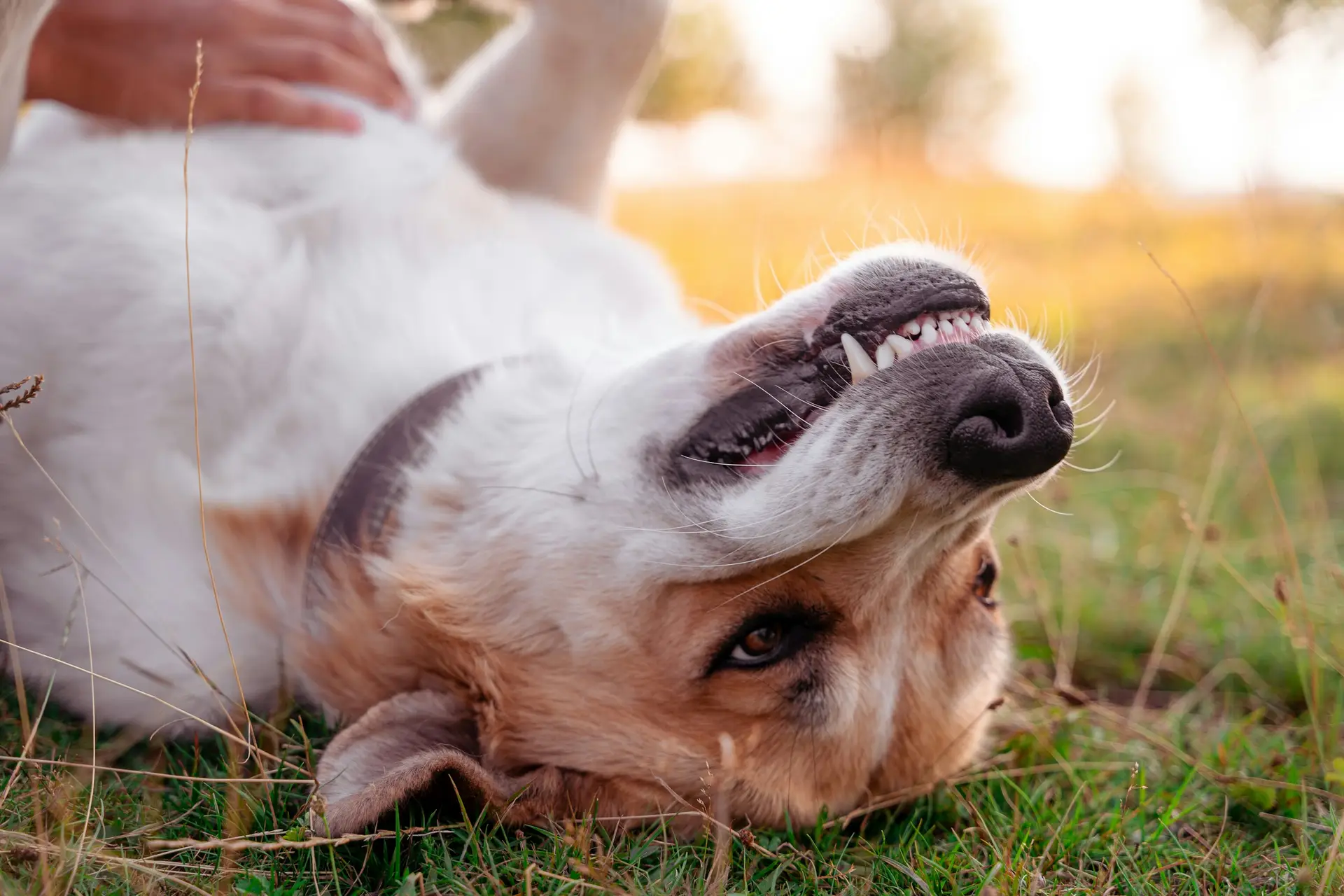 pet dental health in Palm Beach Gardens