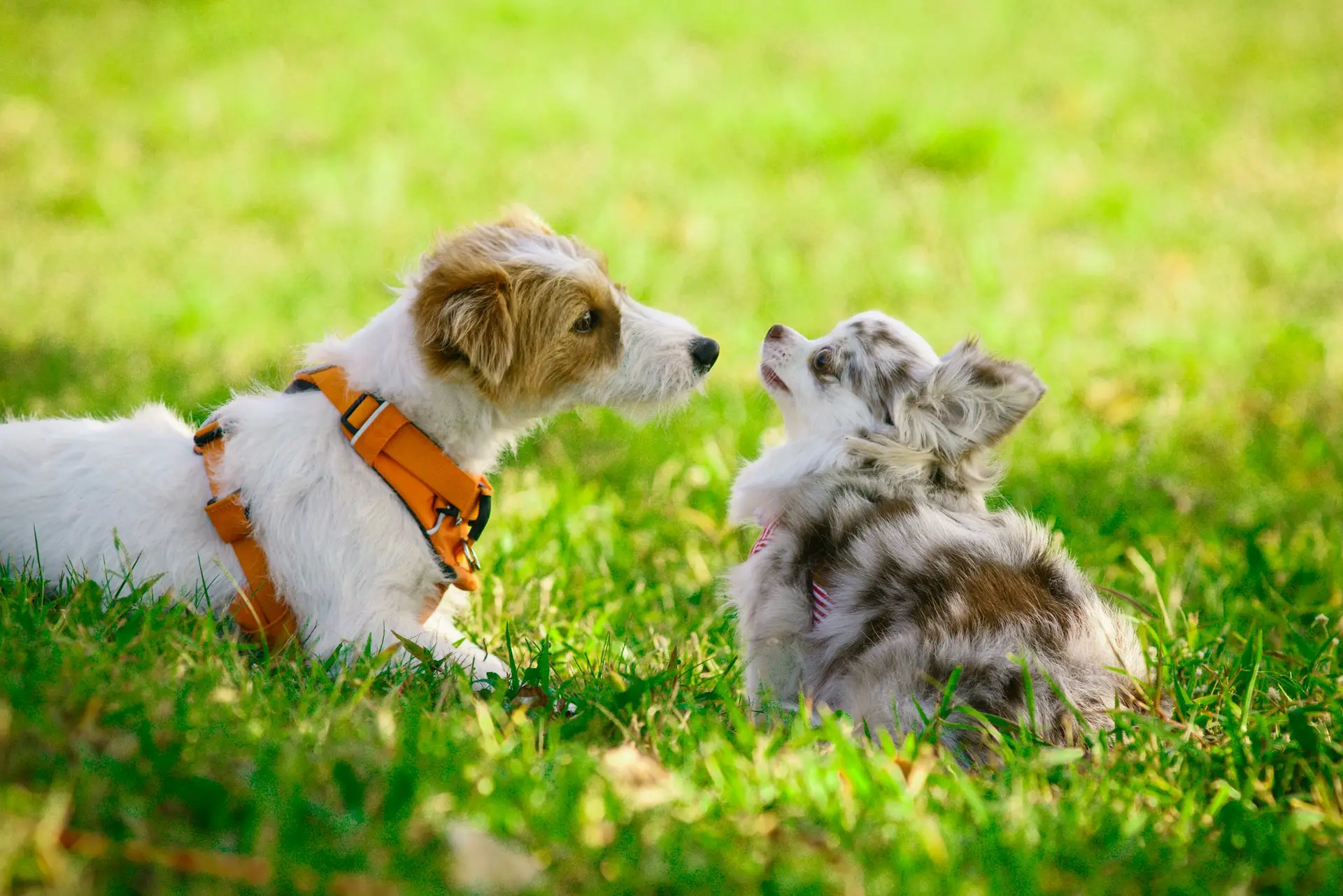 Puppies socializing