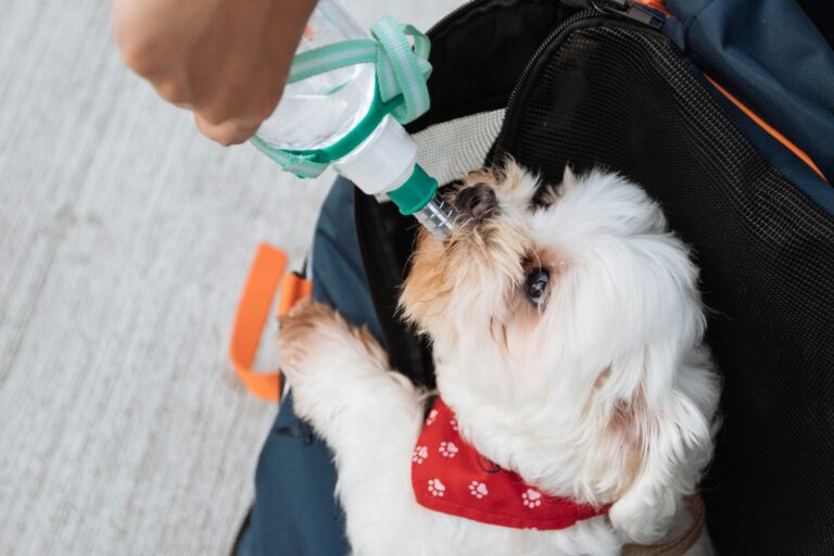 summer pet safety Palm Beach Gardens