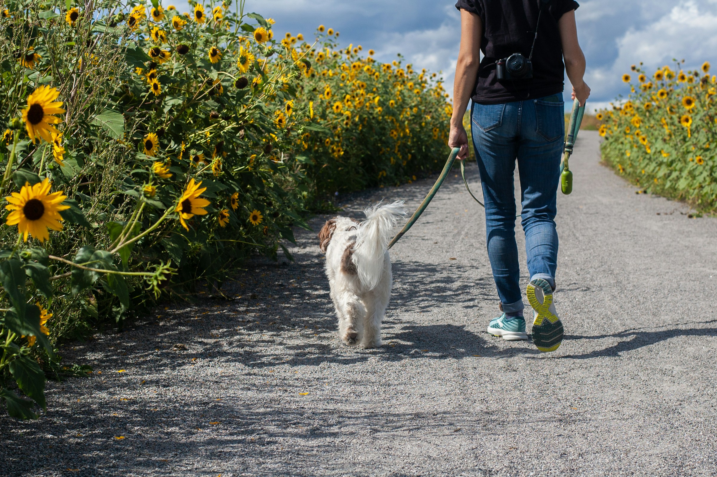 person walking dog near sunflowers