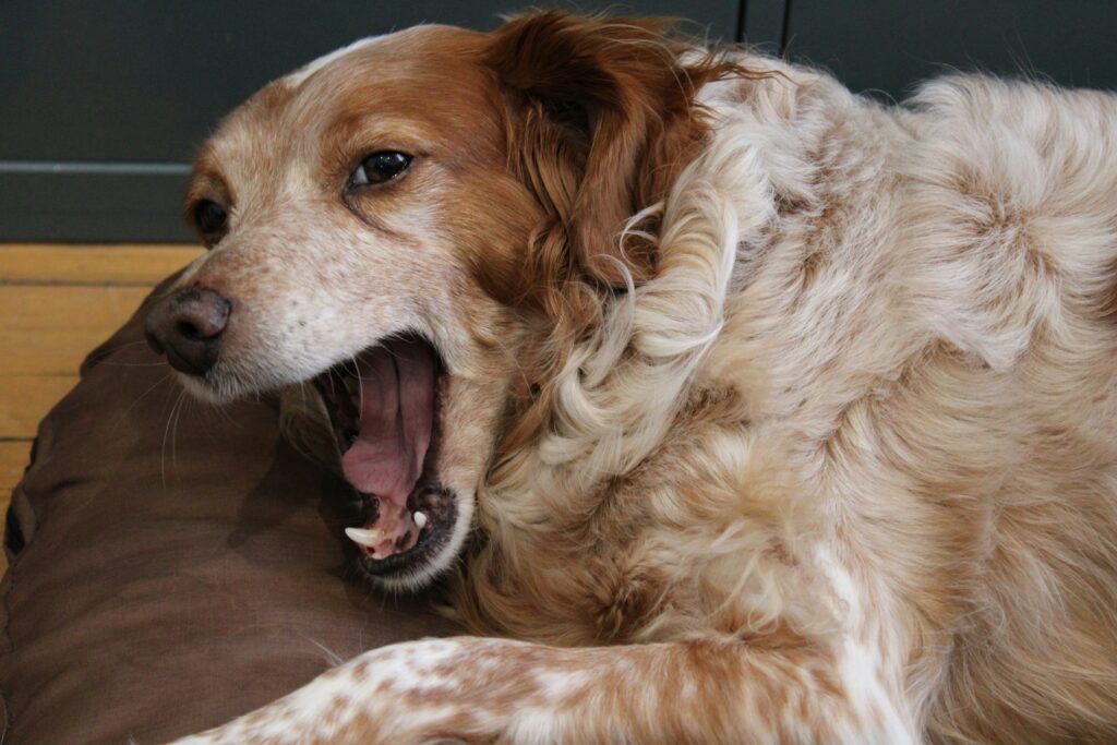 dog with mouth open