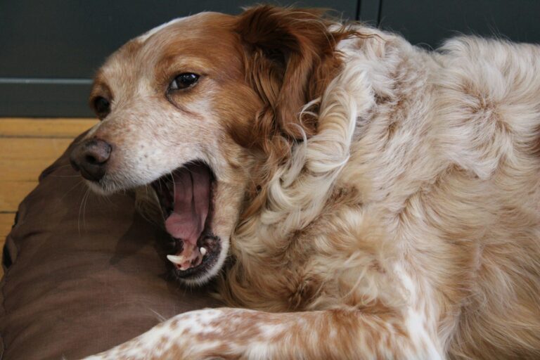 dog with mouth open