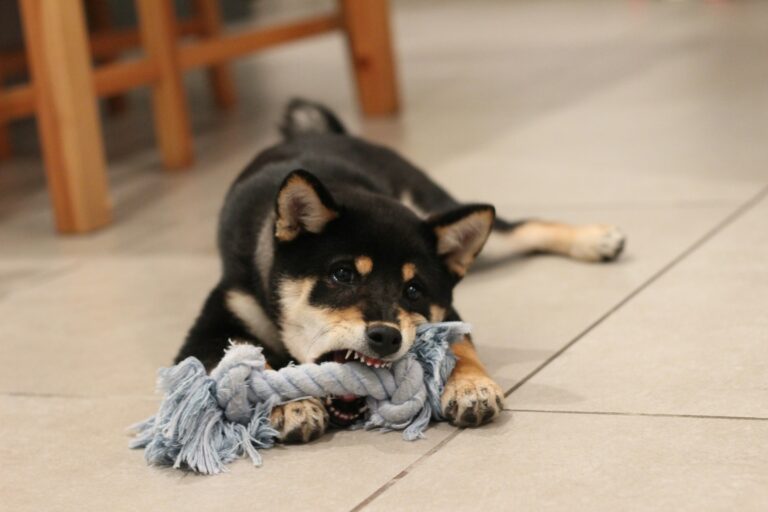 new puppy biting rope