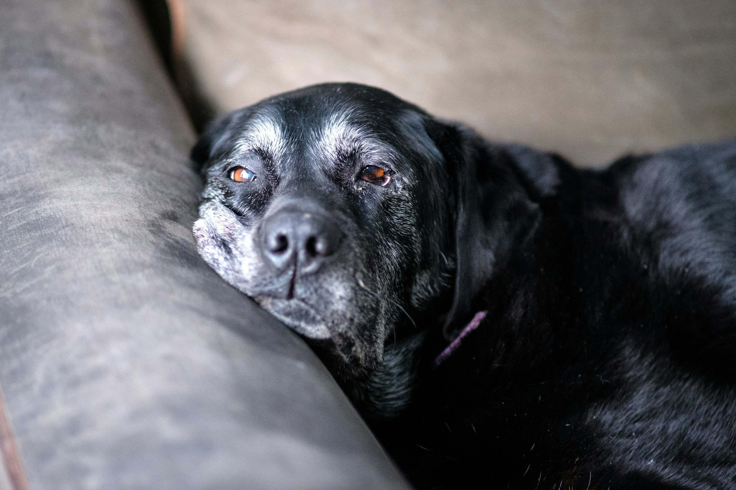 old dog with arthritis resting on couch