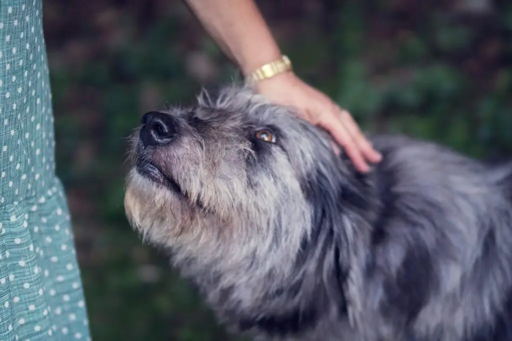 old dog being petted