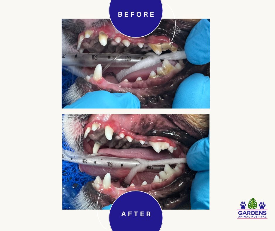 Pet dental cleaning before and after