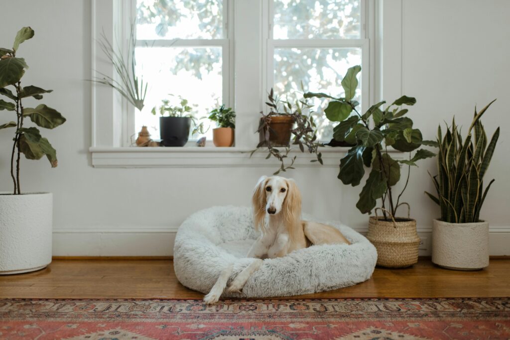 dog resting in bed