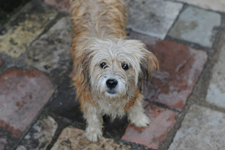 dog looking up in the rain