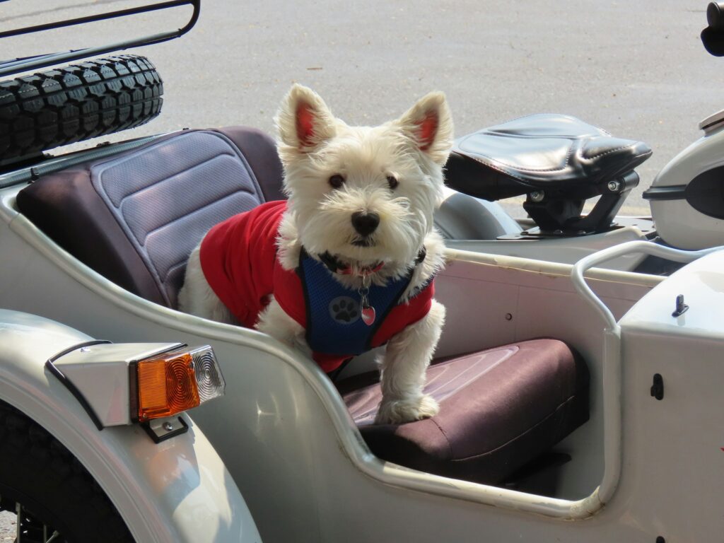 dog in comfort vest