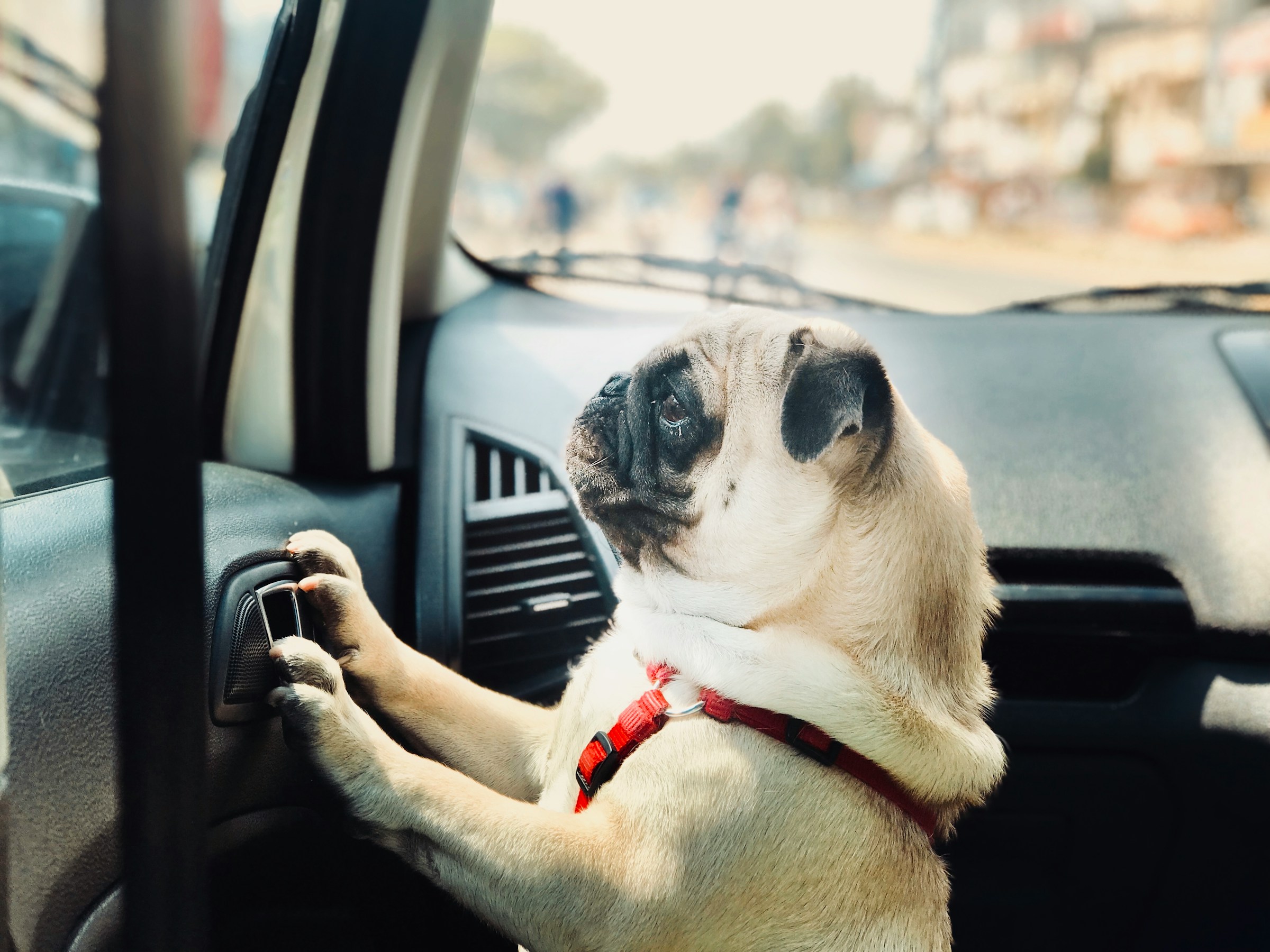 Dog riding in car