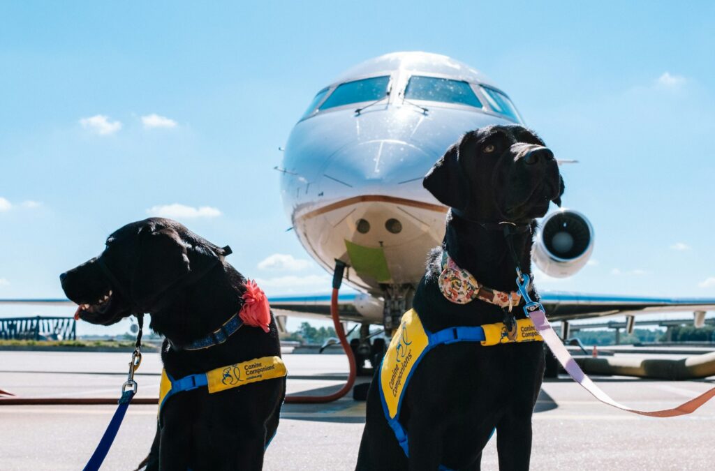 dogs and airplane