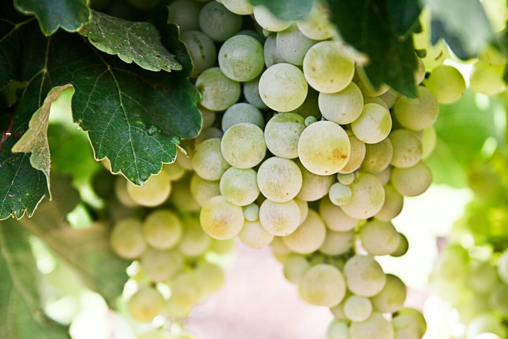 dangerous foods for pets - grapes