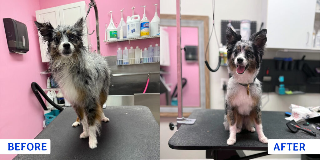 Pet Grooming Before and After