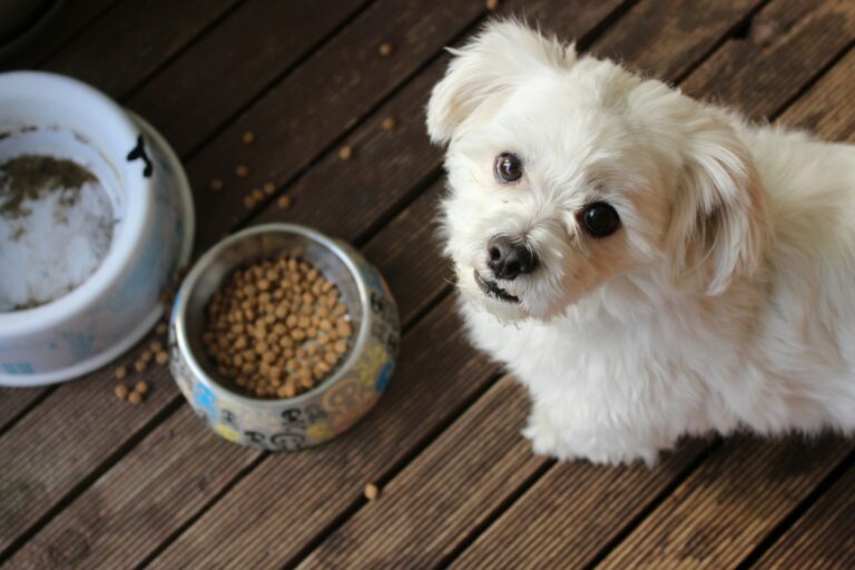 pet food bowl next to dog