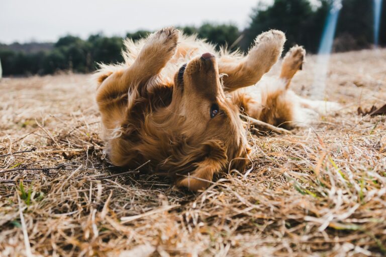 dog itching itself