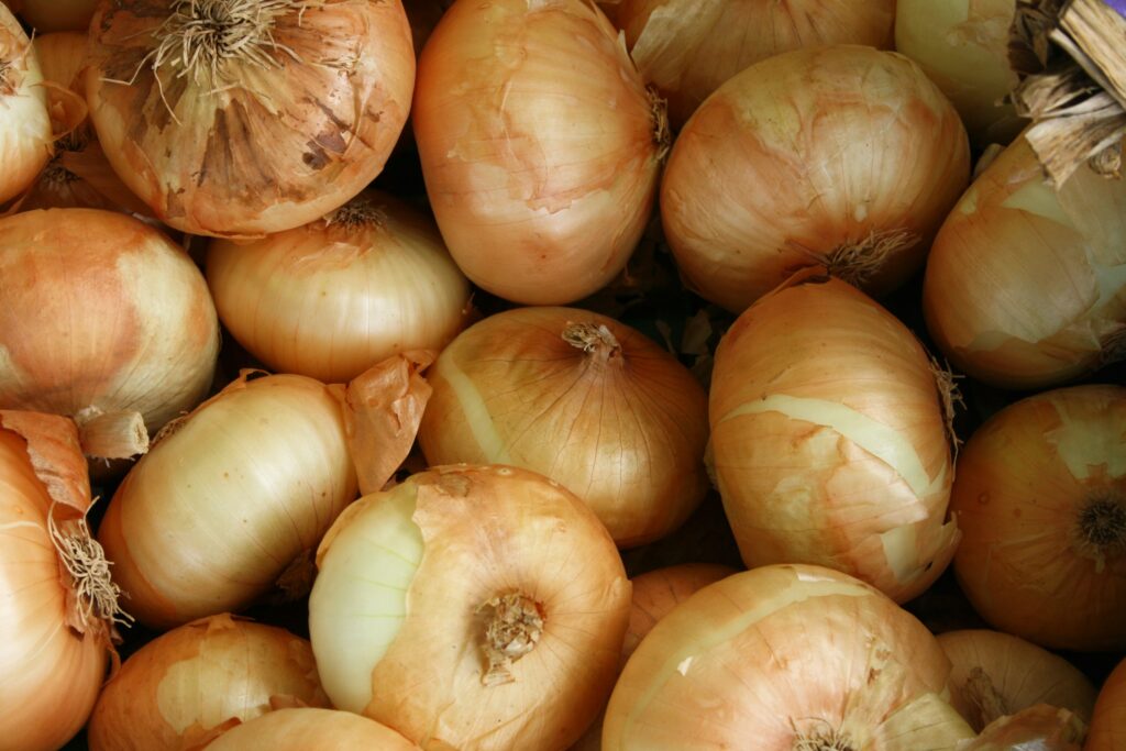 dangerous foods for pets - onions