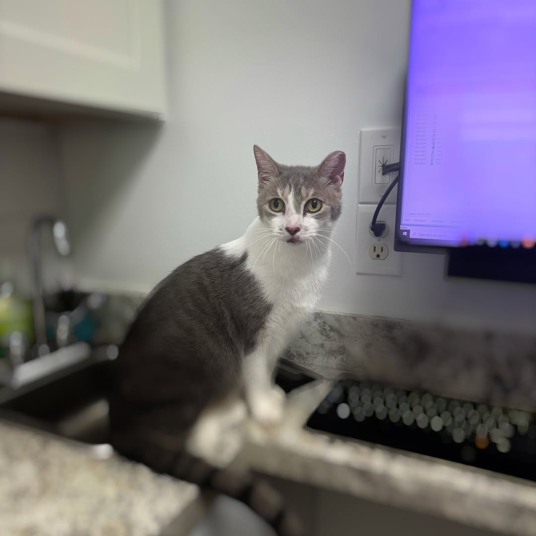 Do Pets Need Annual Pet Blood Work Gardens Animal Hospital do-pets-need-annual-pet-blood-work-gardens-animal-hospital