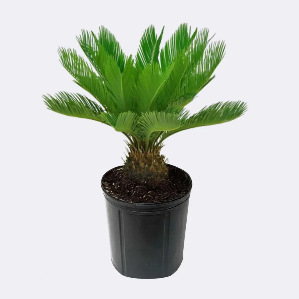 Sago Palm