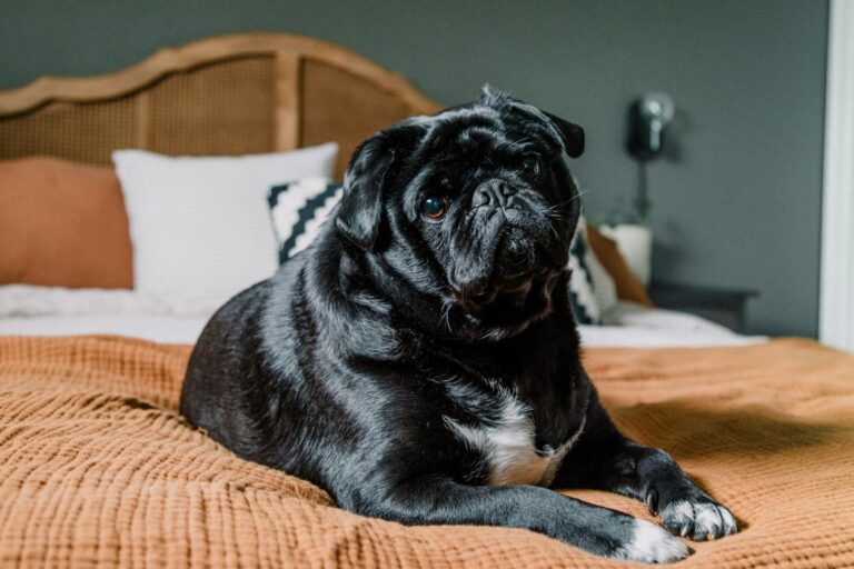 chubby dog on bed