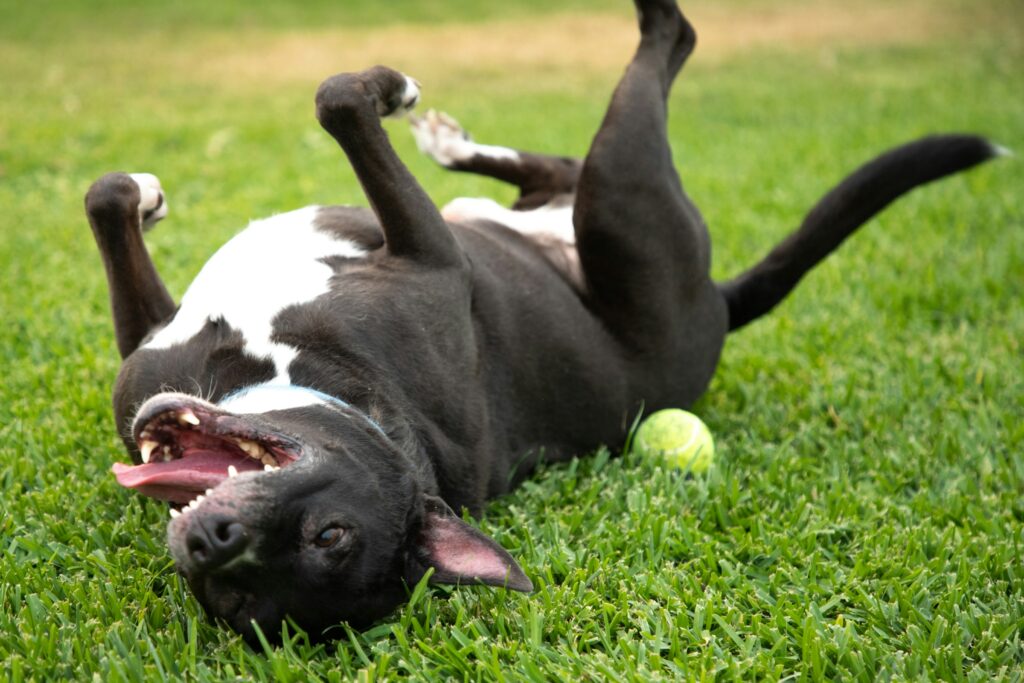 dog rolling in grass