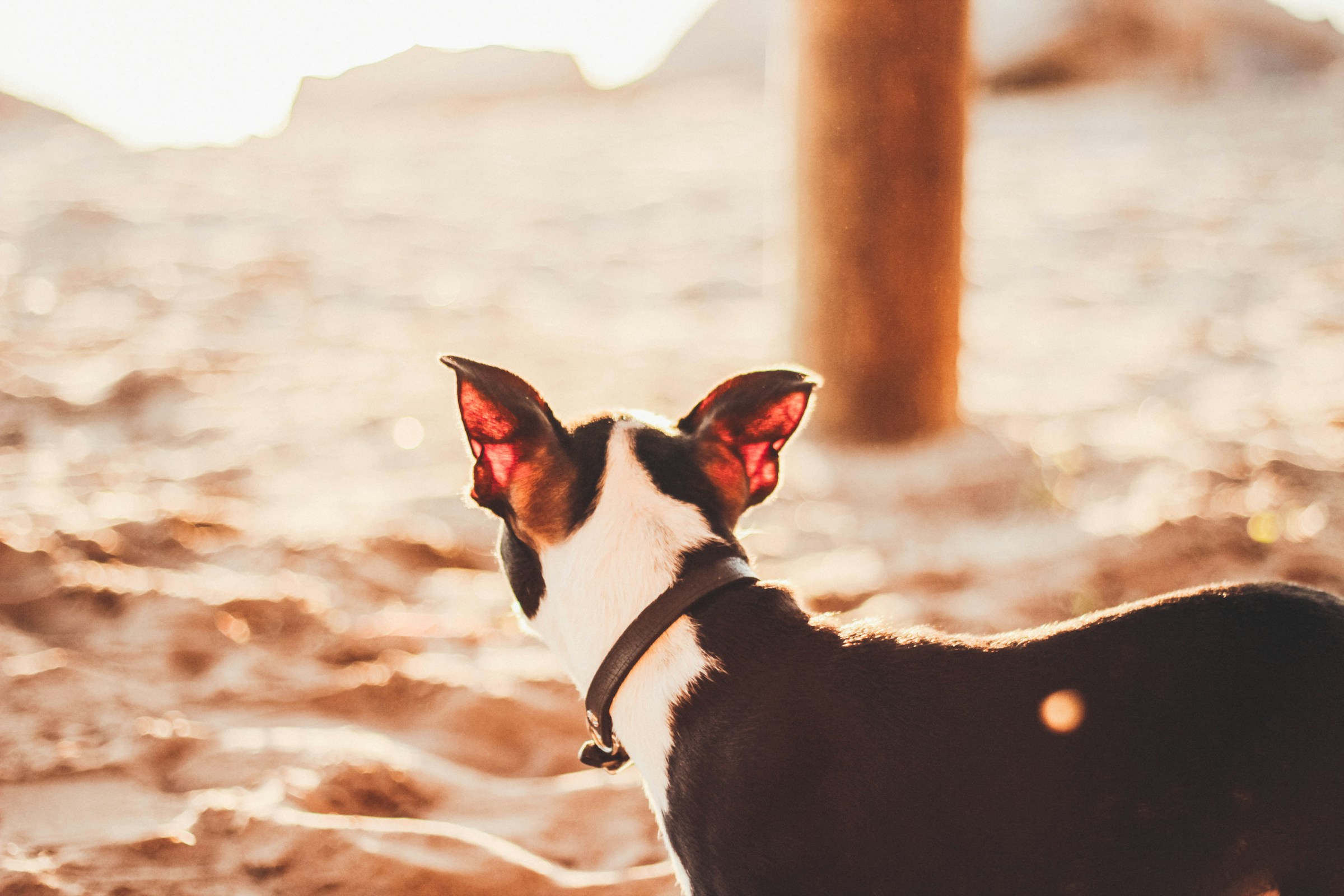 dog with ears up at beach