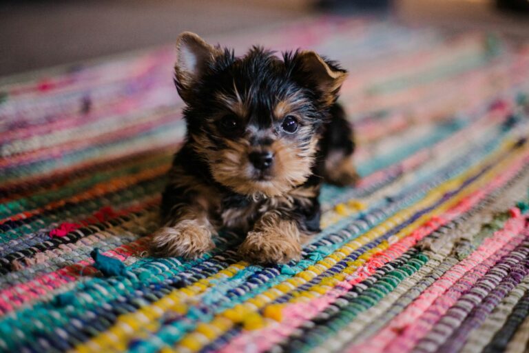puppy on a rug