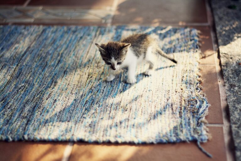 curious cat on a rug