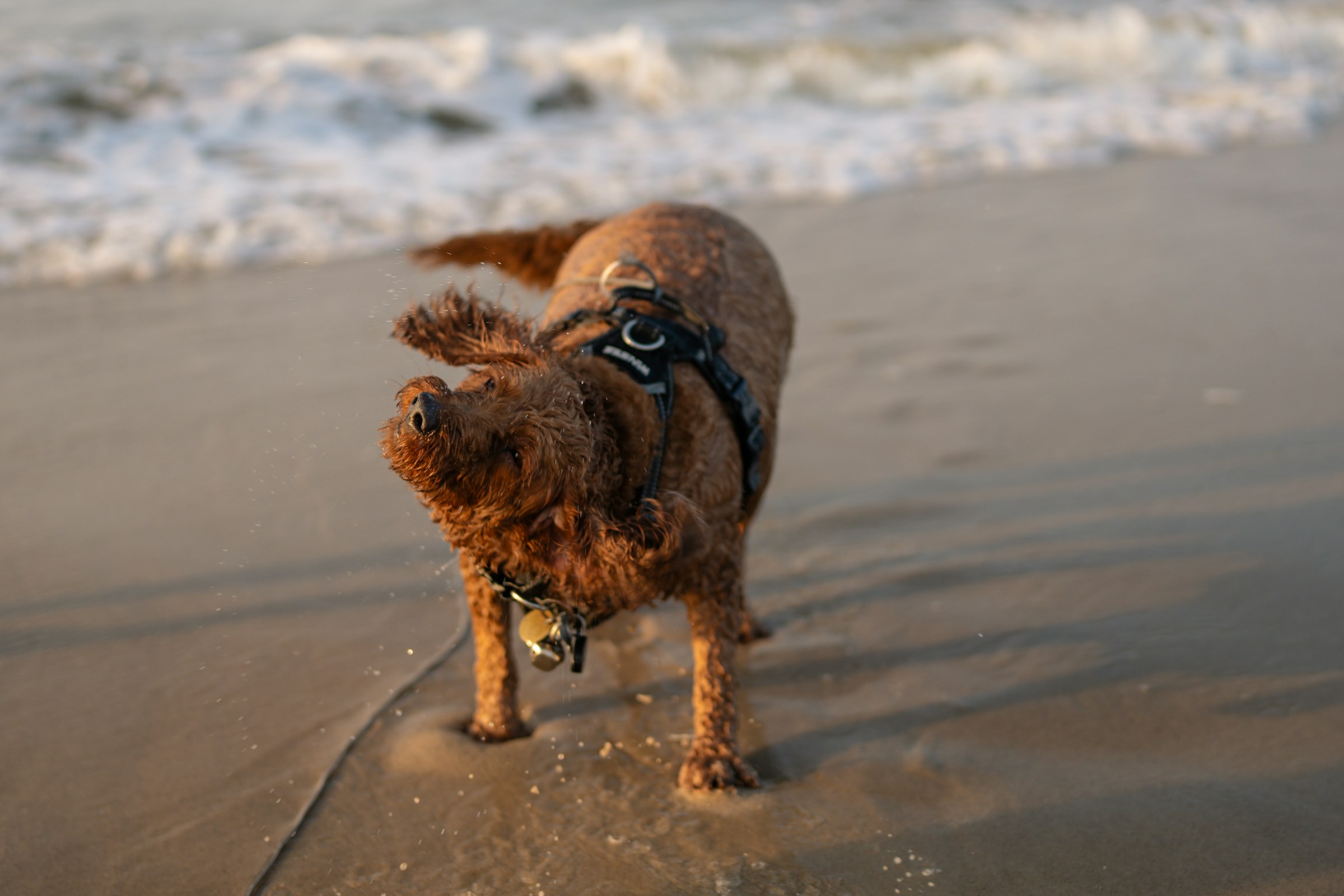 dog at beach shaking off