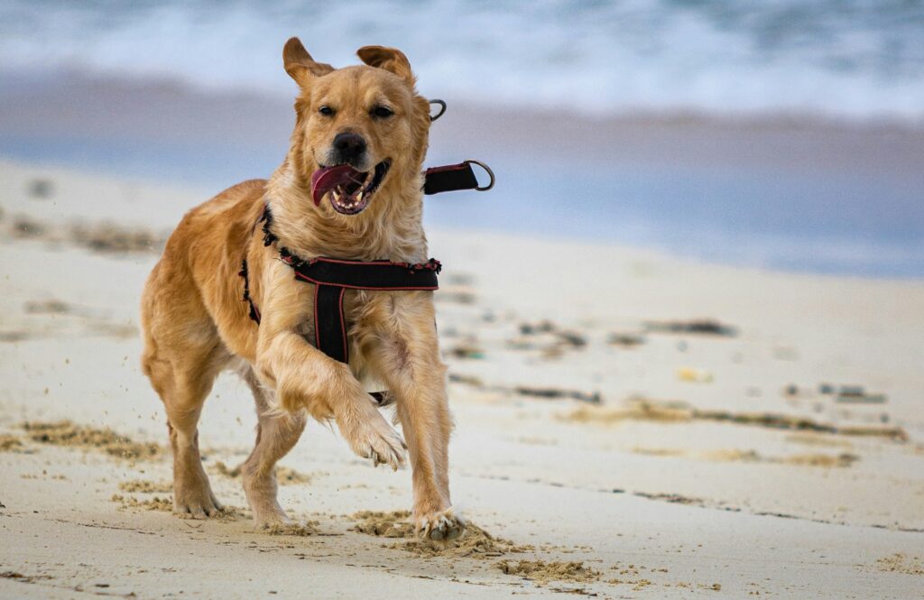panting dog running on beach